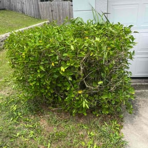 Bush Trimming by Mightyfine professional services reviewed on March 15, 2025