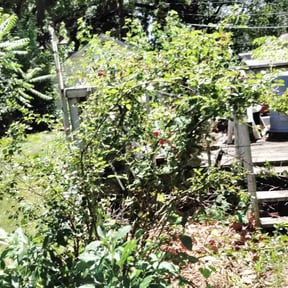 Cleanups by Right Lawn Care reviewed on July 13, 2022