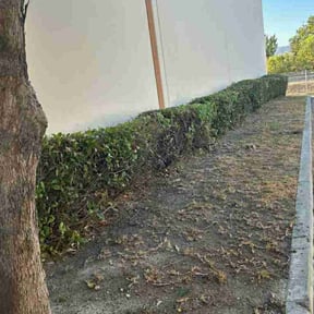 Bush Trimming by Zeroslandscape reviewed on August 30, 2024