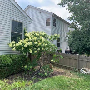 Bush Trimming by Greenblade Mowing reviewed on August 4, 2022