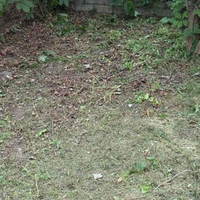 Leaf Removal by Midwest Ecoscapes reviewed on May 8, 2025