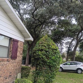 Bush Trimming by Gaston S Lawn Care reviewed on June 5, 2025