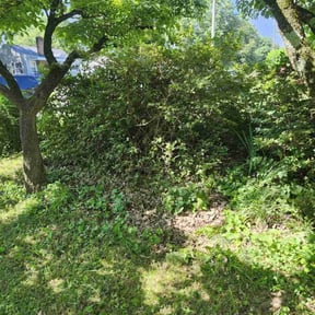 Bush Trimming by Hopper’s Landscaping reviewed on July 30, 2022