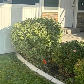 Bush Trimming by Carrate Landscaping LLC reviewed on February 16, 2022