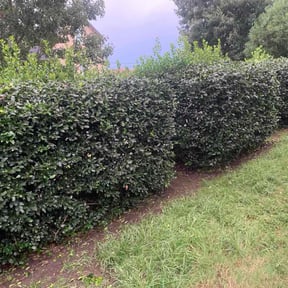Bush Trimming by The Boot Lawn Care reviewed on October 19, 2022