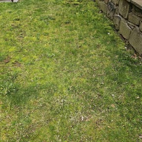 Leaf Removal by Lazy Palms Service's reviewed on June 20, 2022