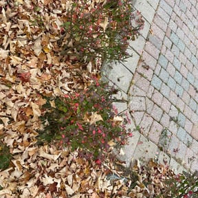 Bush Trimming by MIP reviewed on June 22, 2022