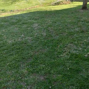 Leaf Removal by Mos Landscaping Service reviewed on July 20, 2022