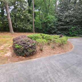 Bush Trimming by T &amp;O Landscape Service LLC reviewed on June 3, 2025