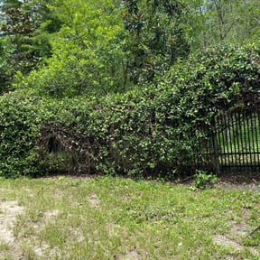 Bush Trimming by SunnyDay Lawn Service+Maintance reviewed on May 3, 2022