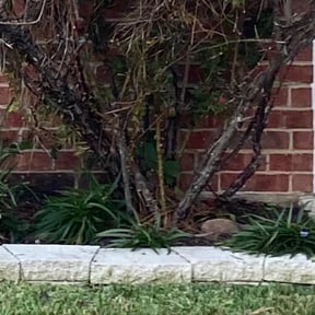 Flower Bed Weeding by Good Guys reviewed on June 14, 2024