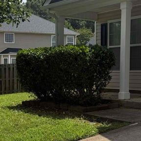 Bush Trimming by Tony's lawn services/Plowing reviewed on June 23, 2022