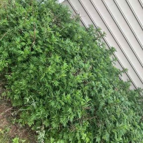 Bush Trimming by Blue Diamond Cleaning Services reviewed on May 31, 2022