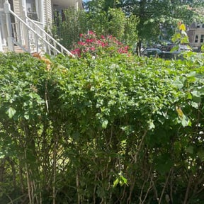 Bush Trimming by Cornerstone Lawncare LLC reviewed on July 11, 2022
