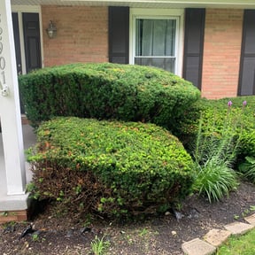 Bush Trimming by Ricks landscaping reviewed on December 15, 2021