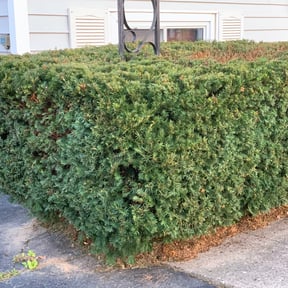 Bush Trimming by Montoya Maintenance Services reviewed on May 8, 2025