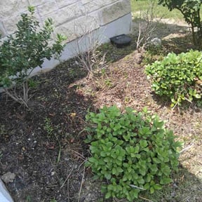 Weeding by Kent Lawn Salon reviewed on July 4, 2022