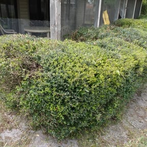Bush Trimming by J&S home services reviewed on February 19, 2025
