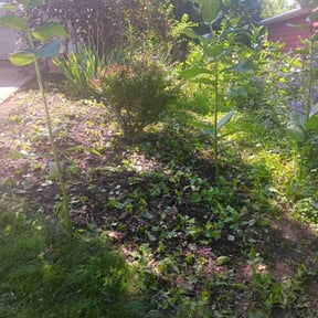 Weeding by Medina's maintenance reviewed on May 10, 2022