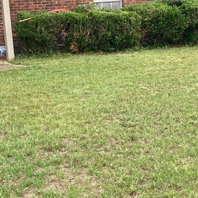 Bush Trimming by Grass gator Jesse lawn care reviewed on June 9, 2025