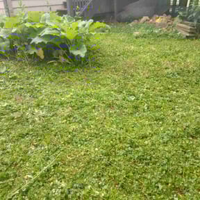 Weeding by BBMP reviewed on July 12, 2022