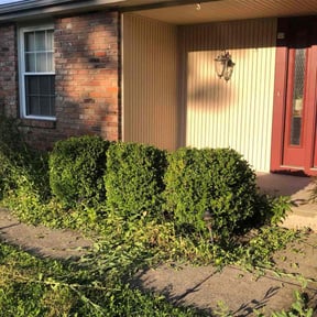 Bush Trimming by The Right Cuts reviewed on June 6, 2022