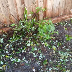Bush Trimming by Wards lawn care reviewed on April 19, 2022