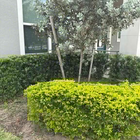 Bush Trimming by Jay's lawn and landscaping reviewed on July 7, 2022