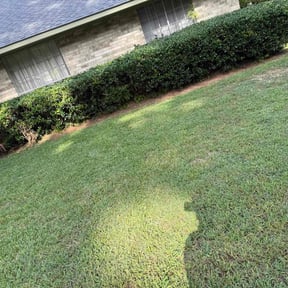 Bush Trimming by Reliable Cuts Lawn service LLC reviewed on July 11, 2022