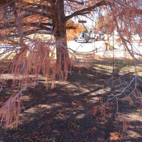Leaf Removal by SolidDustLawns LLC reviewed on May 20, 2022