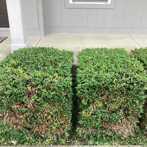 Bush Trimming by M&M Lawn Care reviewed on June 27, 2022