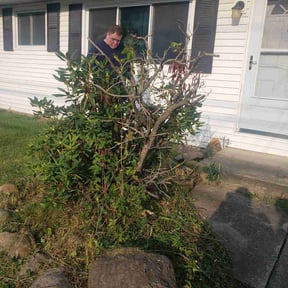 Bush Trimming by The A Team lawn Service reviewed on March 2, 2022