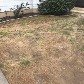 Cleanups by Forever Green FG LLC reviewed on April 22, 2025