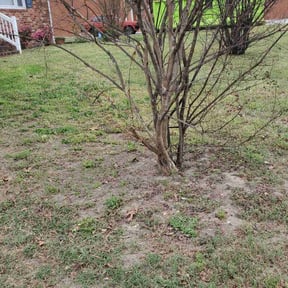 Leaf Removal by Js Lawn Care reviewed on October 23, 2024