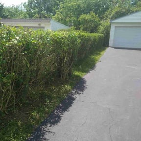 Bush Trimming by Ortiz landscape reviewed on May 14, 2025