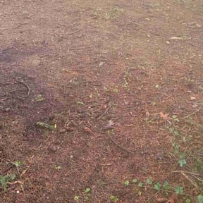 Cleanups by A1 lawns reviewed on June 18, 2022
