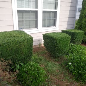 Bush Trimming by BJ's &amp; Family Lawncare reviewed on May 28, 2025