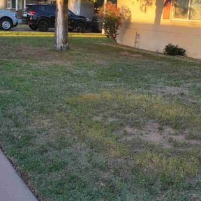 Bush Trimming by S.E. Landscaping reviewed on June 9, 2022