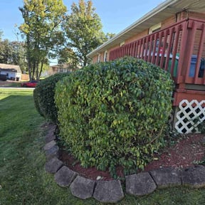 Bush Trimming by START2FINISH 247 reviewed on June 11, 2022