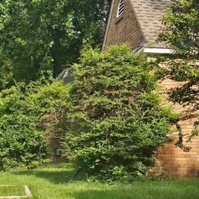 Bush Trimming by TruGreen LawnCare reviewed on July 11, 2025