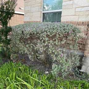 Bush Trimming by A-1 Affordable Lawn Care reviewed on July 28, 2022