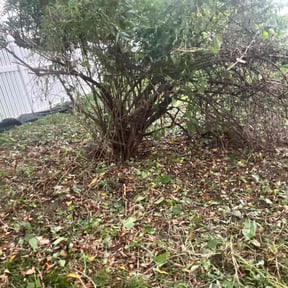 Bush Trimming by Pristine Quality Service llc reviewed on August 19, 2020