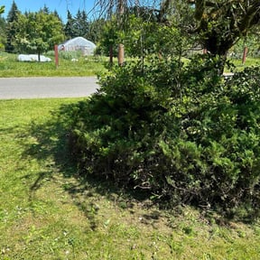 Bush Trimming by SW Services reviewed on May 17, 2025