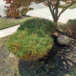 Bush Trimming by Jett Lawn Service reviewed on August 2, 2022