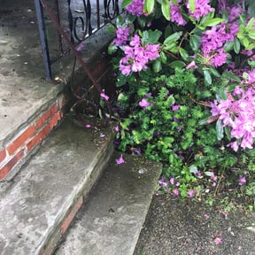 Bush Trimming by Wright Now Landscaping L.L.C reviewed on September 4, 2024