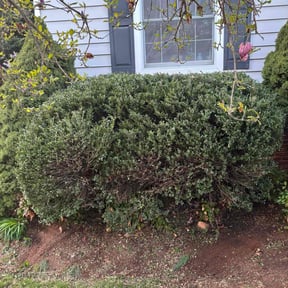Bush Trimming by SGP Lawn Services reviewed on October 9, 2024