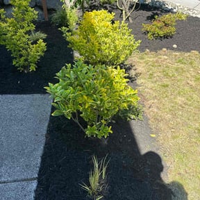Bush Trimming by Sunnyside Lawn care reviewed on July 15, 2022