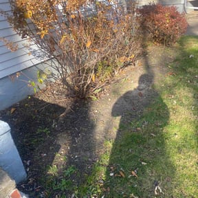 Flower Bed Weeding by Chucks Cutz LLC reviewed on June 9, 2025