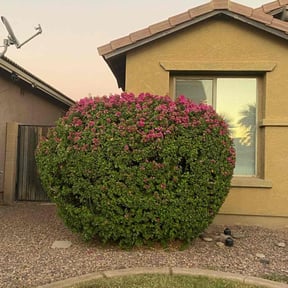 Cleanups by Best Value Lawn Care reviewed on June 16, 2022