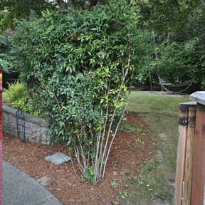 Bush Trimming by King Tuckers Lawncare service reviewed on May 2, 2022